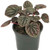 Peperomia 'Silver Heart' 130 mm