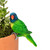 Pot Sitter Lorikeet