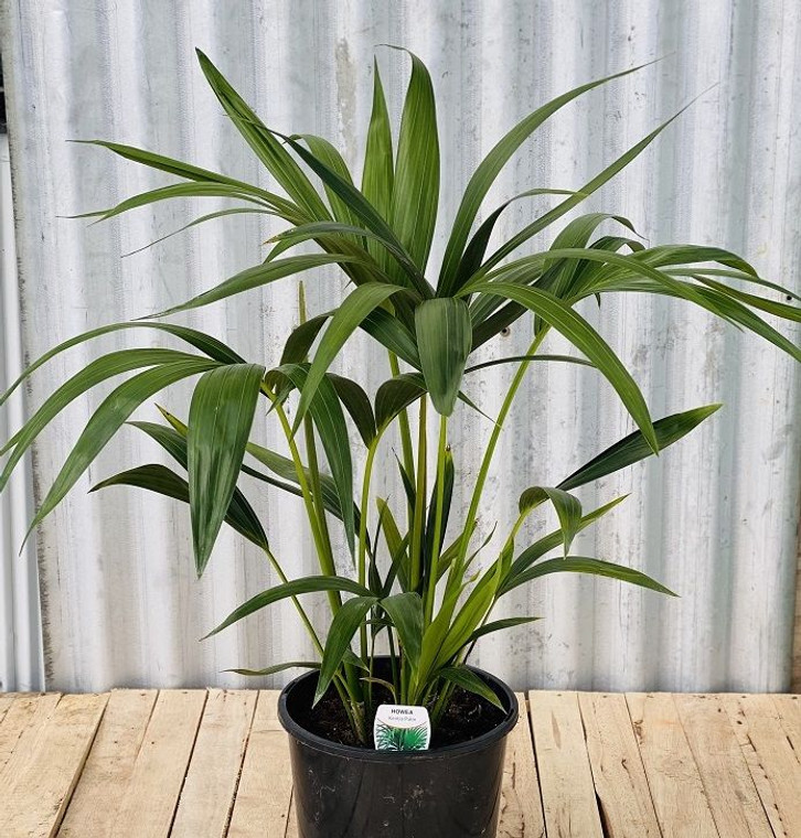 Howea Forsteriana - Kentia Palm 200 mm
