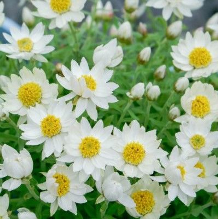 Rhodanthe Anthemoides 'Paper Star' 140 mm