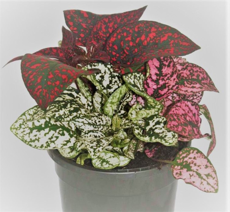 Hypoestes Triple Splash 130 mm