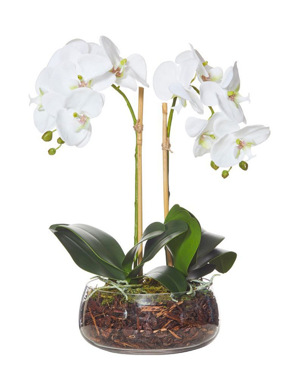 Phalaenopsis Orchid
