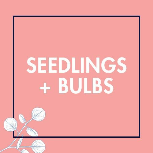 Seedlings & Bulbs