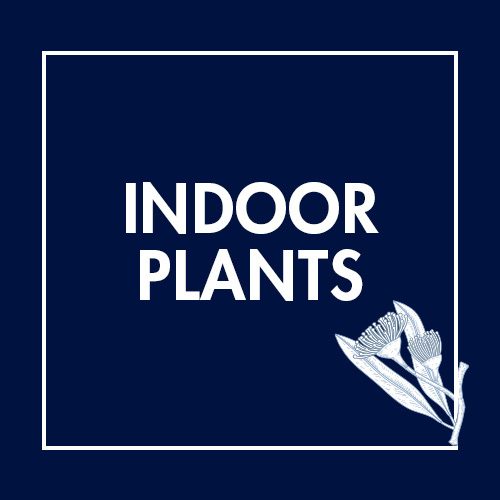 Indoor  Plants
