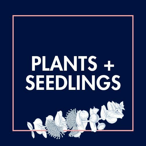 Plants + Seedlings