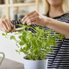 Have fresh herbs handy