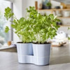 Grow parsley and basil next to eachother