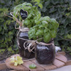 Grow herbs in the Quattro Stagioni Jar - .5L (17 oz)
