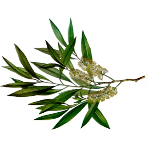 “Medicine Cabinet in a Bottle” - All about Tea Tree Essential Oil