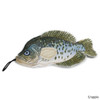 Steel Dog Denim Fish Dog Toy