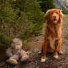 Tall Tails Stuffless Bigfoot with Squeaker Dog Toy