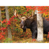 White Mountain Jigsaw Puzzle - Autumn King