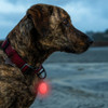 Nite Ize SpotLit Splash Waterproof Rechargeable Collar Light - Disc-O Tech