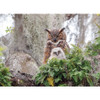 Cobble Hill Jigsaw Puzzle - Great Horned Owl