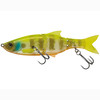 White Gill Orange Belly