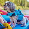 Teal - on dog