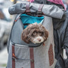 Kurgo K9 Rucksack Dog Carrier