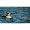 Loons: The Iconic Waterbirds by Stan Tekiela