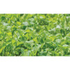 Domain Outdoor Hall Pass Food Plot Seed