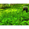 Domain Outdoor Hot Chic Food Plot Seed
