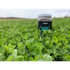 Domain Outdoor Comeback Kid Foot Plot Seed