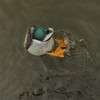 Avian-X Power Butt Kicker Duck Decoy