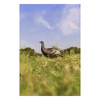 Flextone Thunder Chick Upright Turkey Decoy