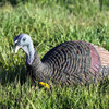 Flambeau MAD Shady Baby Upright Hen Turkey Decoy