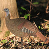 Flambeau MAD Shady Baby Upright Hen Turkey Decoy