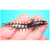 Gitzit Hellgrammite Rigged Lure - 4 Pk.