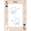 Animal Tracks of the Northeast Playing Cards
