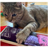 Dr. Pussums Combo Catnip Party Pack