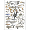 Sharks, Skates, and Rays of the Atlantic and Gulf of Mexico Poster
