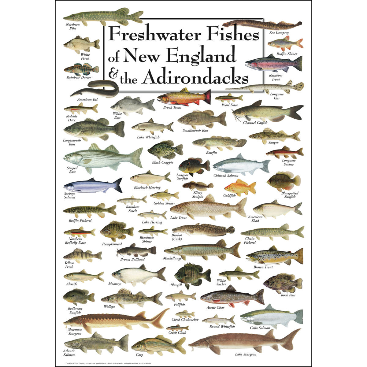 Freshwater River Fish What's The Biggest Freshwater Fish In The World?