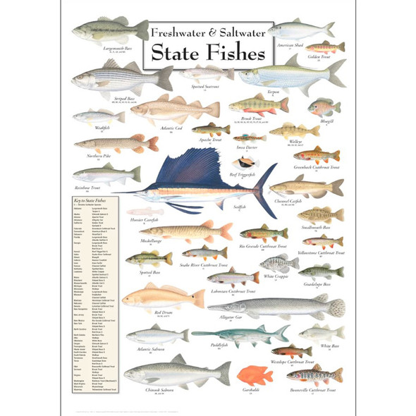 Freshwater & Saltwater State Fishes Poster