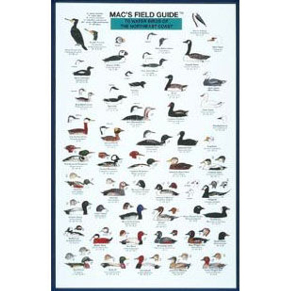 Mac's Field Guides: Northeast Coastal Water Birds by Craig MacGowan