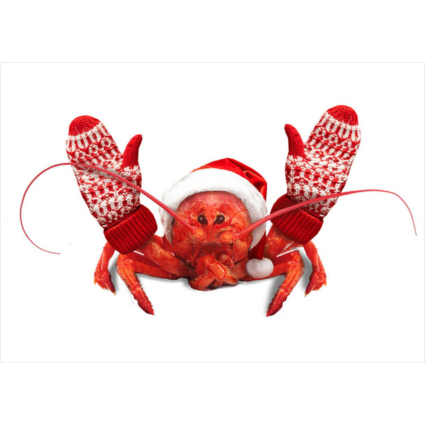 LPG Greetings Here Comes Santa Claws Boxed Christmas Cards