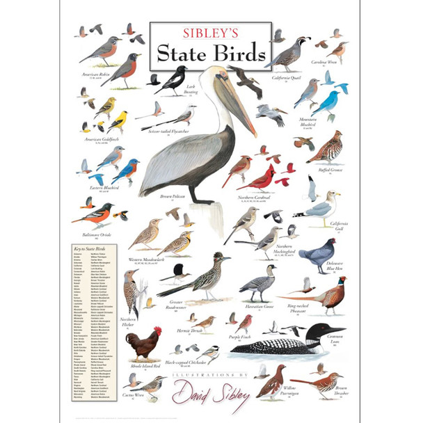 David Allen Sibley's State Birds Poster