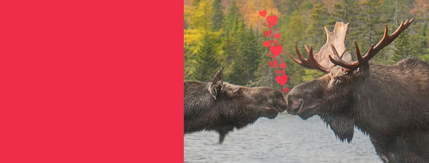 Valentine's Day Shop