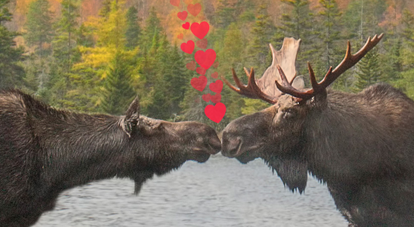 Valentine's Day Shop