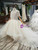 Champagne Tulle Hi Lo Short Sleeve Backless Flower Girl Dress With Beading