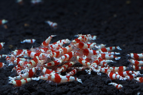 Crystal Red Shrimp S-SSS Grade, feeding