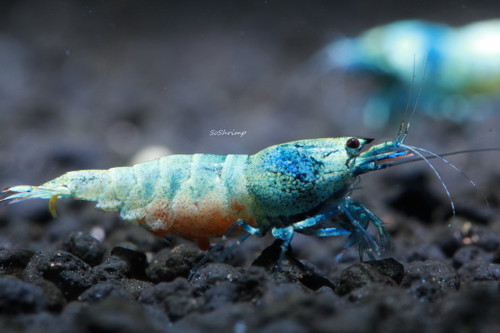 Blue Bolt Shrimp, live aquarium shrimp