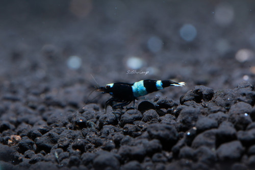 Shadow Panda Shrimp, live aquarium shrimp