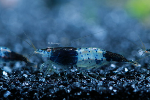 Carbon Rili Shrimp