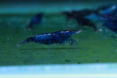 Blue Dream Shrimp, female