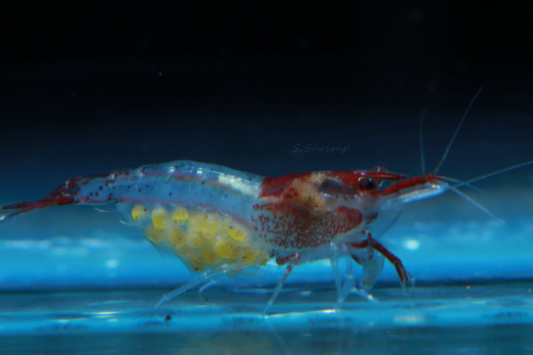 Red Rili Shrimp, live aquarium shrimp