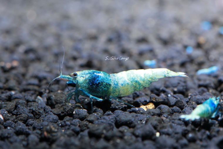 Blue Bolt Shrimp