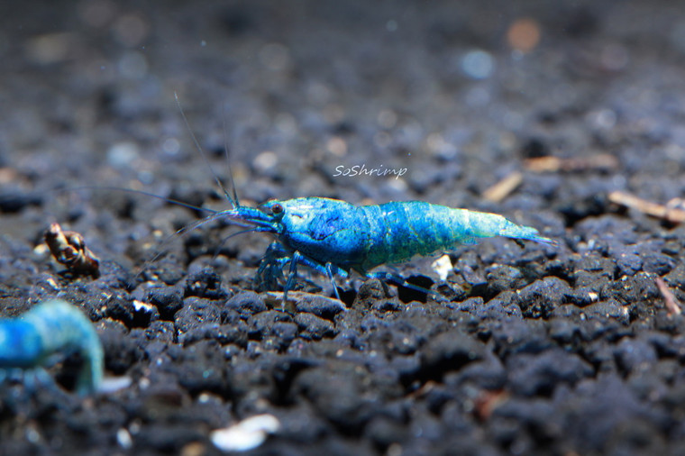 Extreme Blue Bolt, live aquarium shrimp