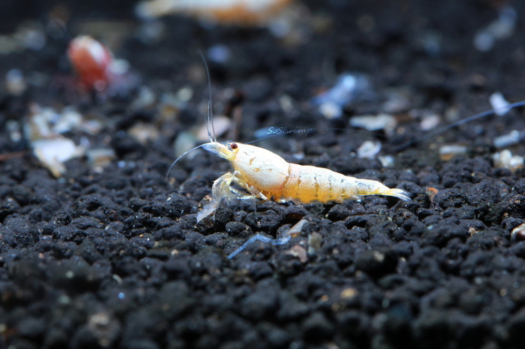Golden Bee Shrimp, live aquarium shrimp